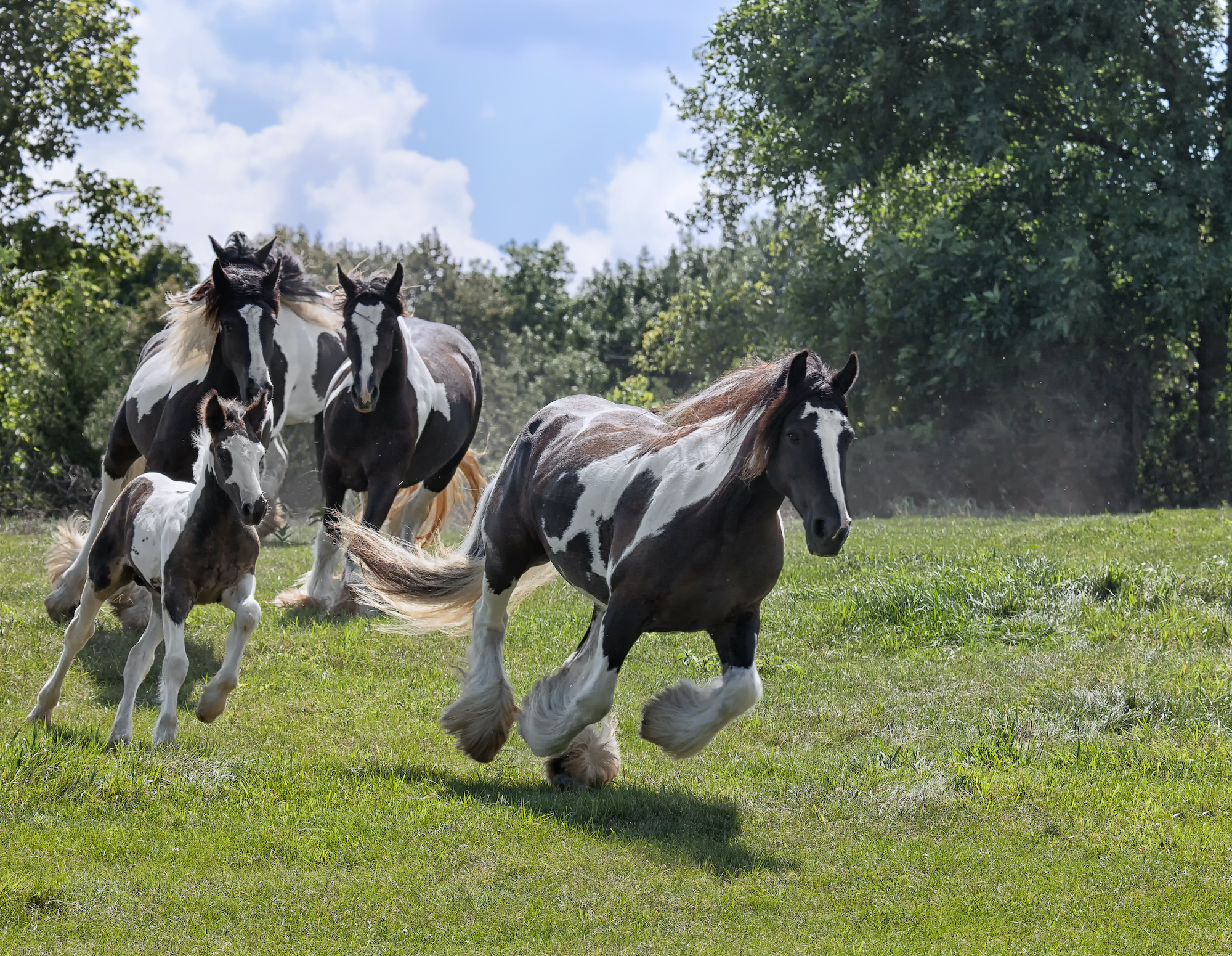 Different Draft Horse Breeds: Strength, Stamina, and Legacy Unveiled