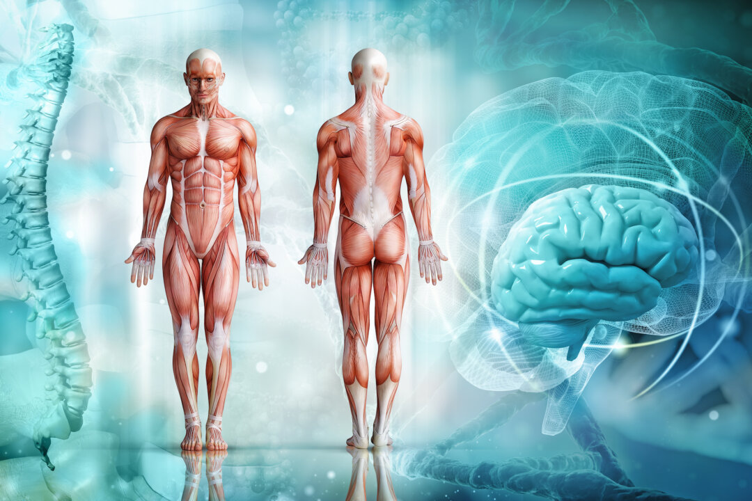 A lack of muscle mass is associated with a range of preventable diseases.(adike/shutterstock)