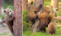 Peek-a-Bear: Photos of Bear Cubs Playing Hide and Seek Will Make You Smile