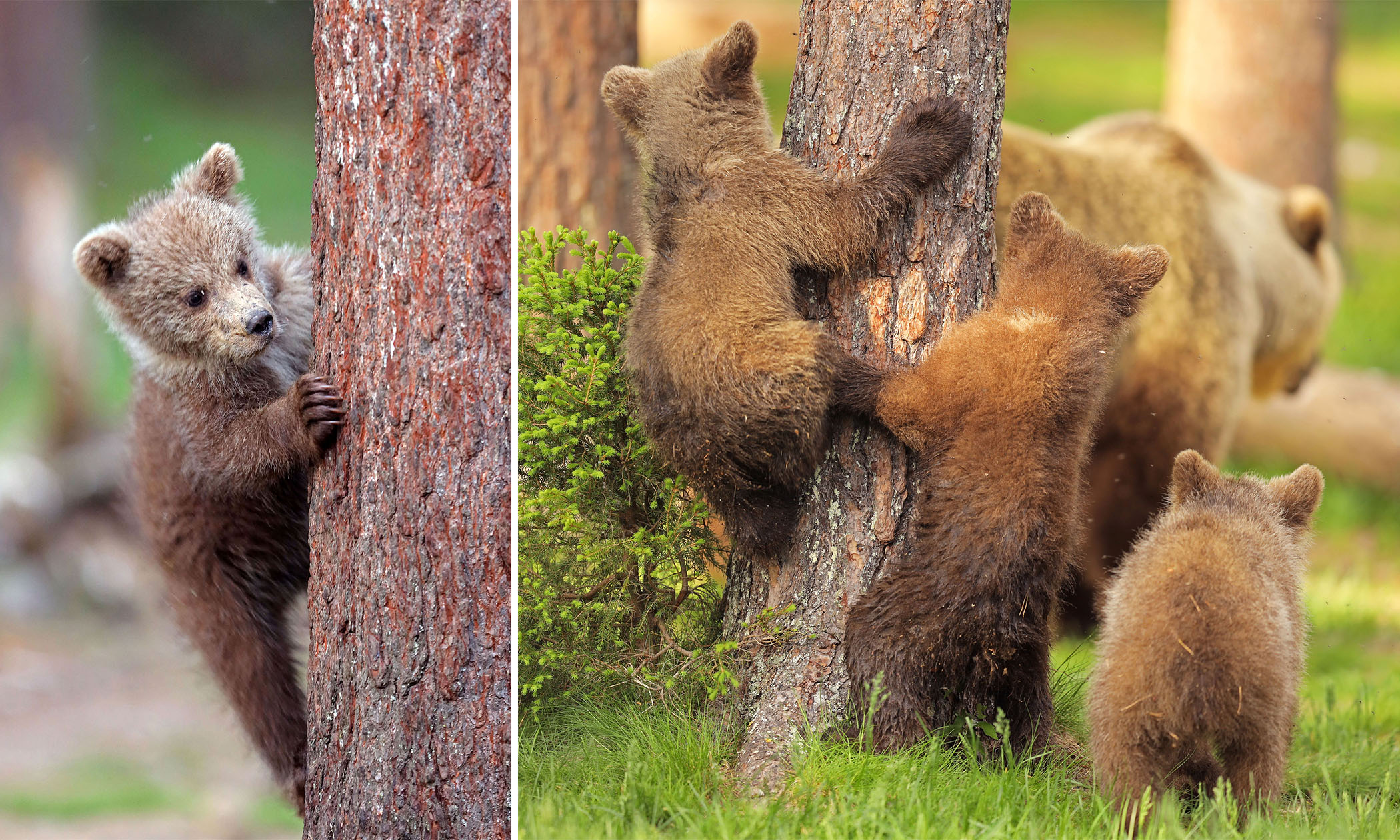 mama bear and cubs playing