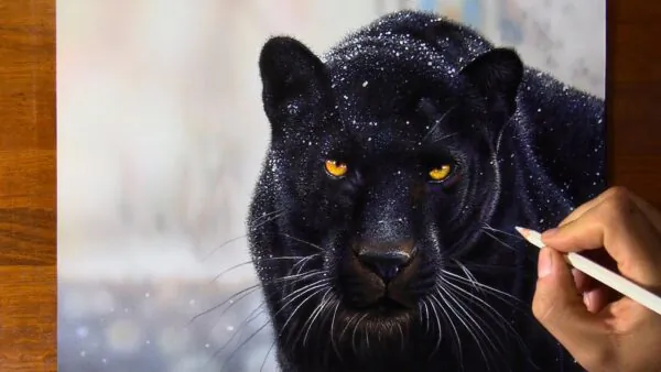 Black Jaguar Drawing | Marcello Barenghi