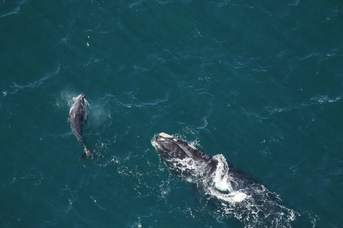 A right whale known as "Half Note” and her calf are shown in a January, 2022 handout photo off of Georgia. (The Canadian Press/HO-Clearwater Marine Aquarium)