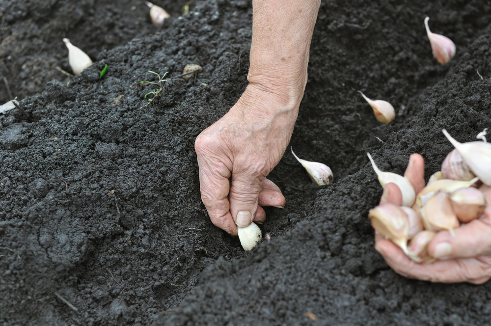 Senior,Woman,Planting,Garlic,In,The,Vegetable,Garden