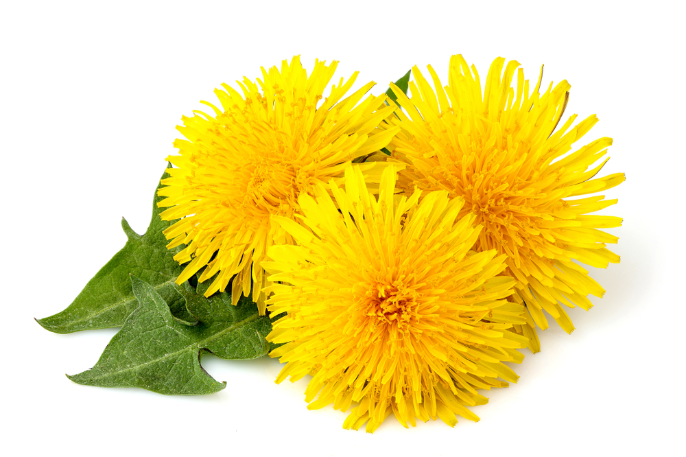 Dandelions,Flowers,With,Dandelion,Leaf,Isolated,On,White,Background.