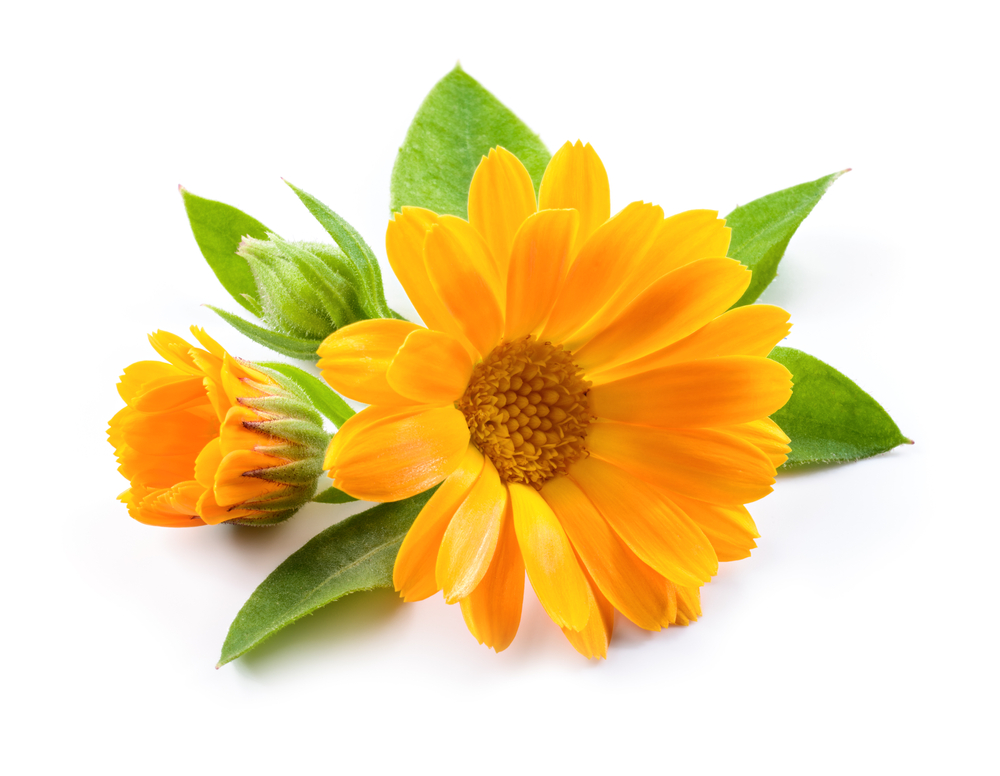 Calendula.,Calendula,Officinalis.,Calendula,Flower,And,Buds,Isolated.,Marigold,On