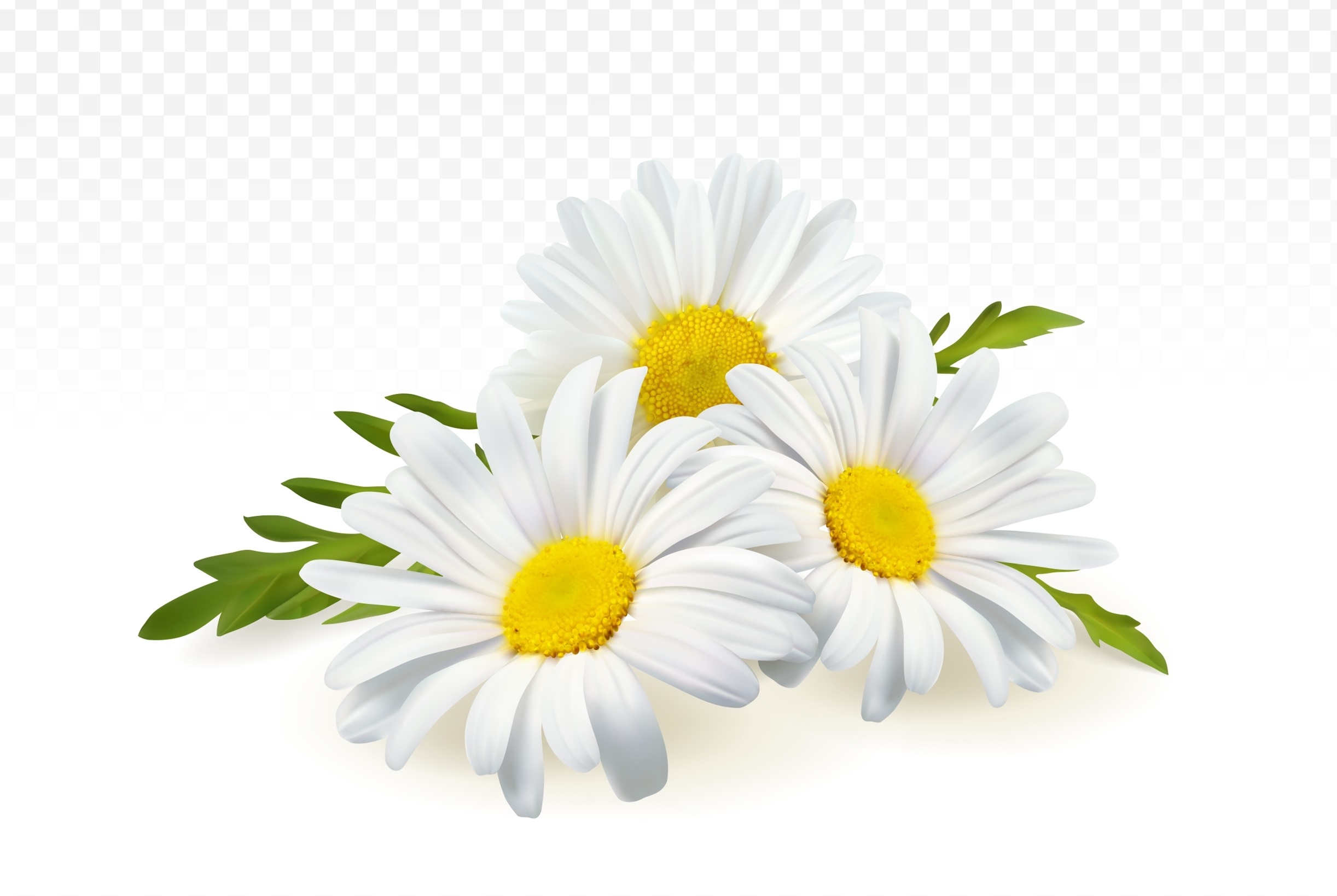 Chamomile,Flowers,Isolated,On,Transparent,Background.,Realistic,Vector,Illustration,Of