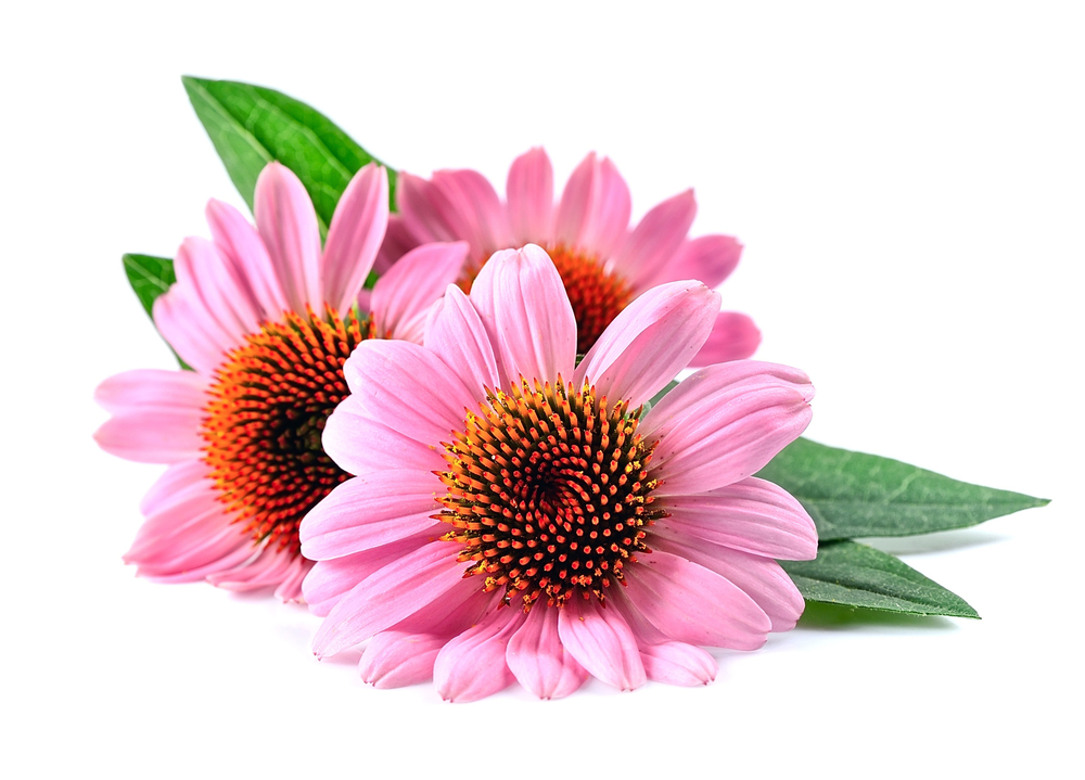 Echinacea,Flowers,Close,Up,Isolated,On,White,Backgrounds.,Medicinal,Plant.