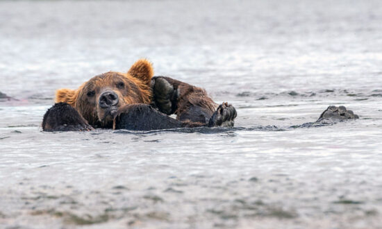 PHOTOS: Sleepy Bear Chills Out Floating in Alaska Lake With Paws Behind His Head