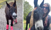 [VIDEO] Rescued Donkey Loves ‘Singing’ for His Supper: ‘He’s Turned It Into a Dinner Bell’
