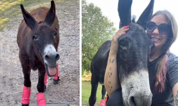 [VIDEO] Rescued Donkey Loves 'Singing' for His Supper: 'He's Turned It Into a Dinner Bell'