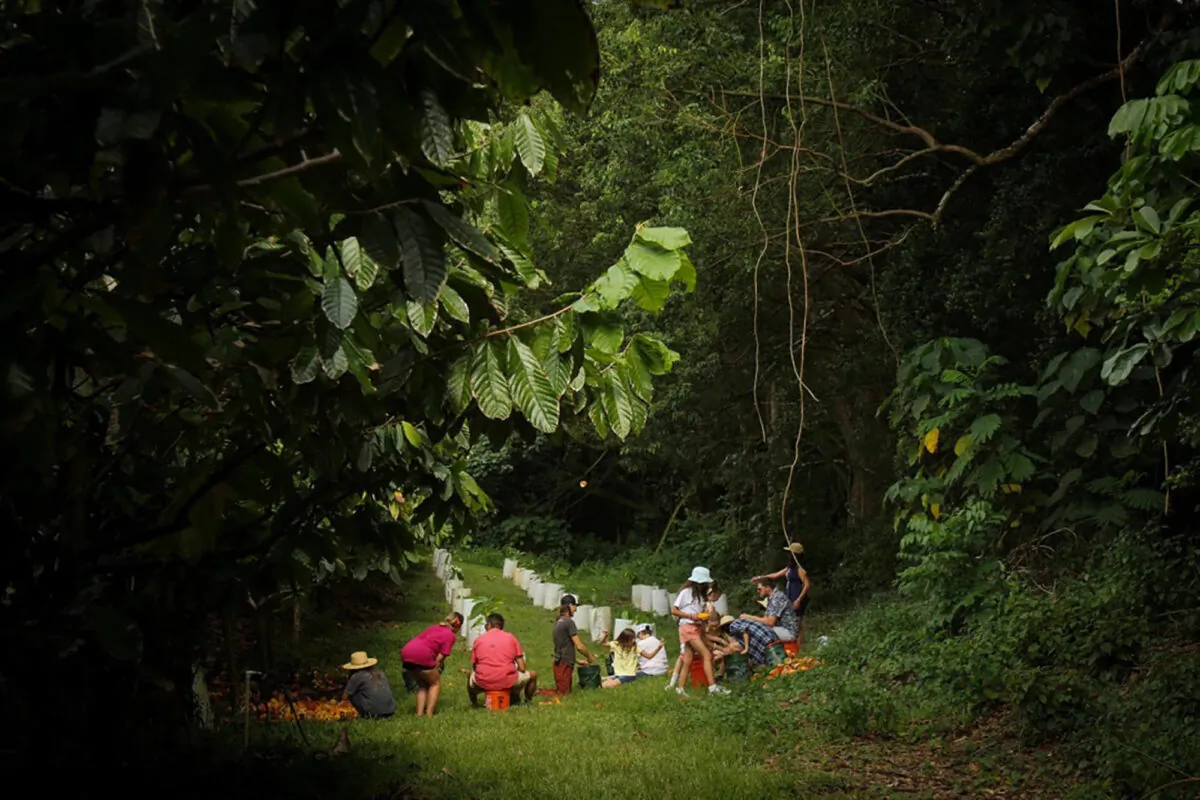 Harvest at Lydgate Farms brings volunteer helping hands from across Kauai to pull cacao from the 3,000 trees planted in the orchard. (Courtesy of Lydgate Farms/TNS)