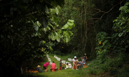 Visit Kauai to Tour, Taste Through One of America's Only Working Chocolate Farms