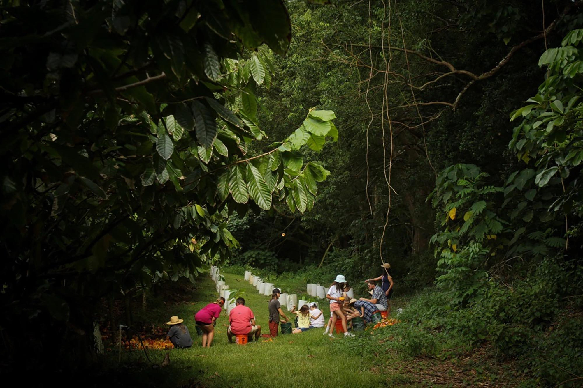 Visit Kauai to Tour, Taste Through One of America's Only Working Chocolate Farms - Vimarsana News