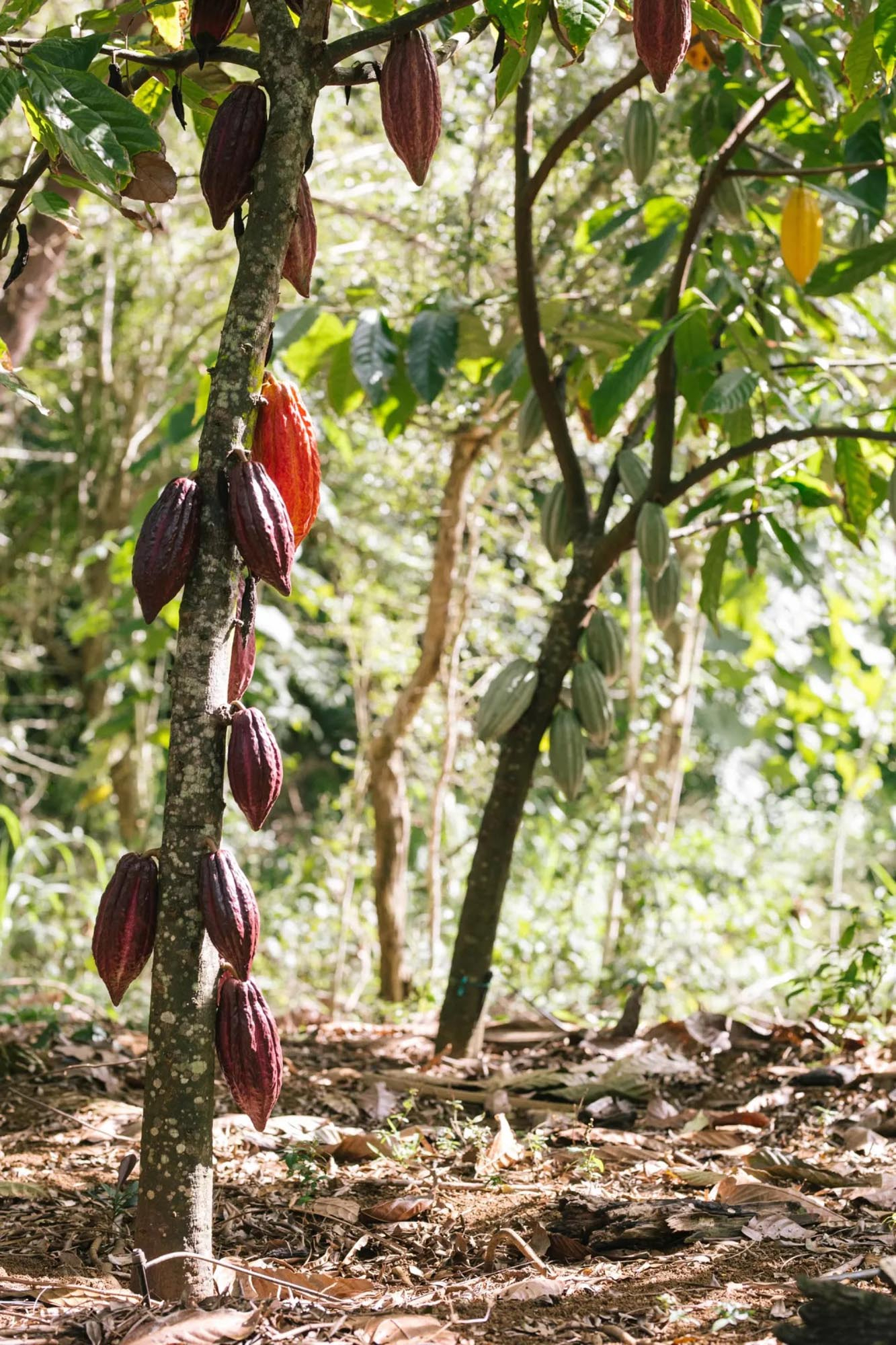 cacao trees