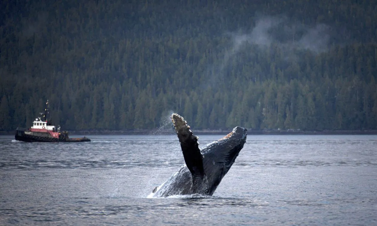 A humpback whale is seen just outside of Hartley Bay along the Great Bear Rainforest, B.C. Sept, 17, 2013. (The Canadian Press/Jonathan Hayward)

