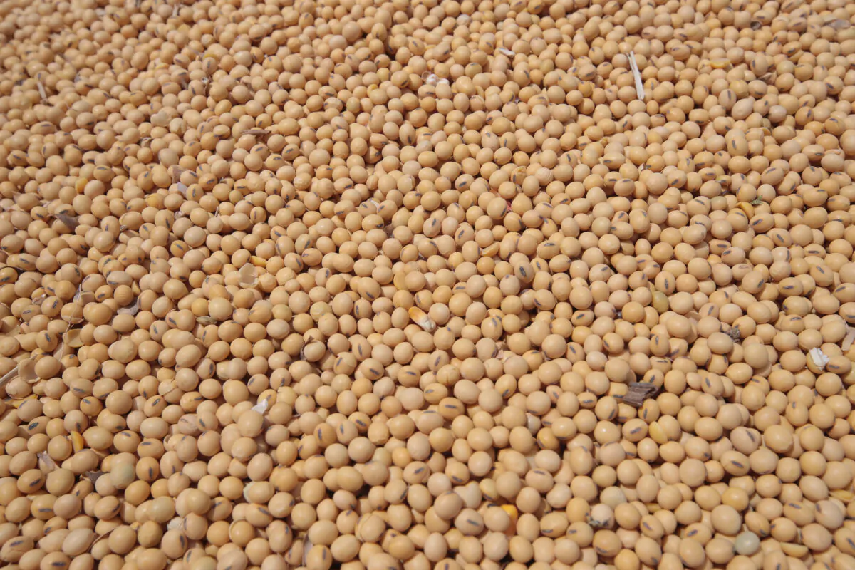 Soybeans are loaded onto a truck before delivery to a grain elevator in Dwight, Ill., on June 13, 2018. (Scott Olson/Getty Images)