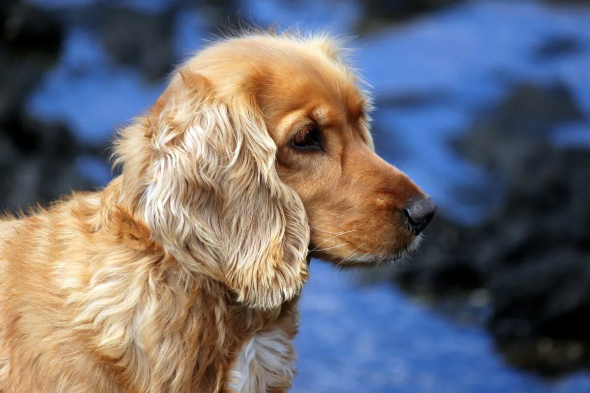 Docking dogs's tails cause them to have chronic or heightened pain and difficulty communicating friendliness to other dogs. (Christiane S Hartl/Shutterstock)