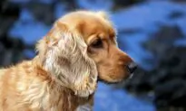 Tail Docking Causes Communication Challenges and Pain