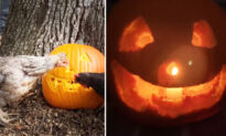 Homesteading Family Try ‘Chicken Pumpkin Carving’ Method With Brood—and It Works Amazingly Well