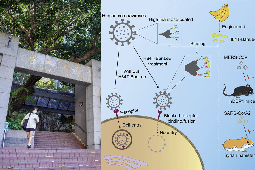 Left: A research team from the Faculty of Medicine of the University of Hong Kong (HKU) and several other overseas universities find that the molecularly engineered banana lectin can inhibit a variety of coronaviruses. (Adrian Yu/The Epoch Times); Right: The molecularly engineered banana lectin H84T-BanLec, shown as a schematic in the picture here, is found to be able to inhibit virus entry into host cells. (Cell Reports Medicine)