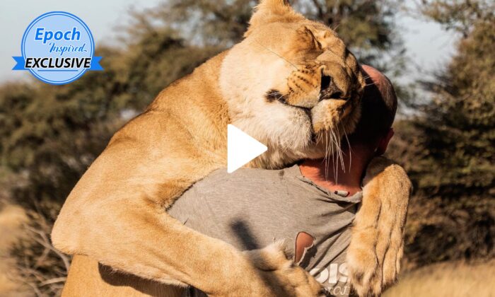 Abandoned Lion Cub Got Saved, Now Gives Cuddles to the Man Who Raised Her