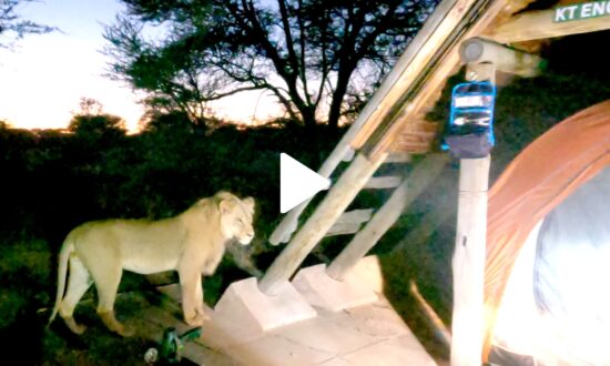 Campers Get a Visit From Wild Lion and It’s Hilarious