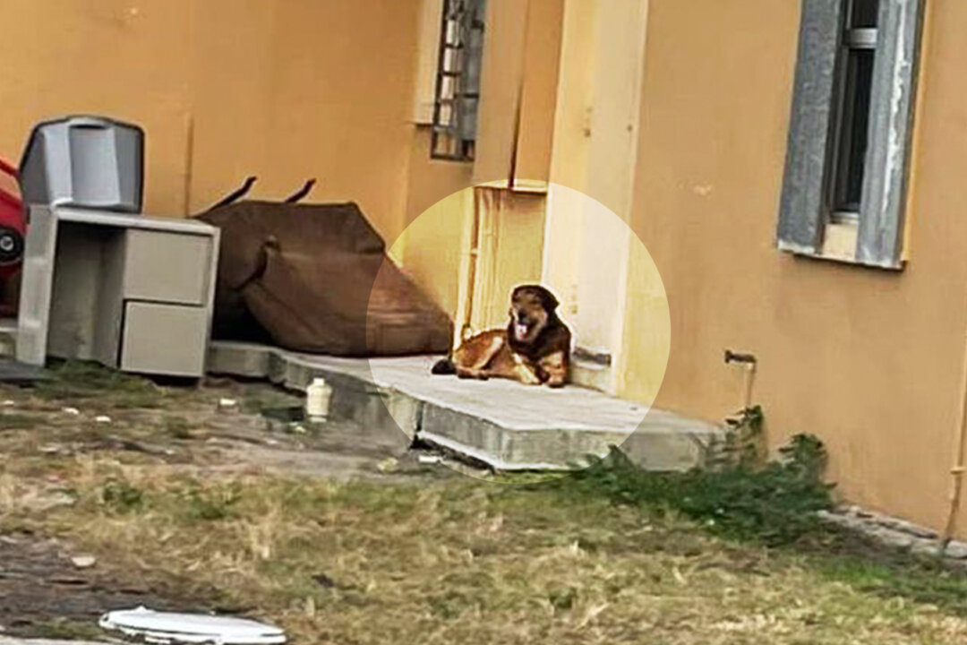Abandoned Dog Stands Guard Outside Home for a Month After Family Leaves ...