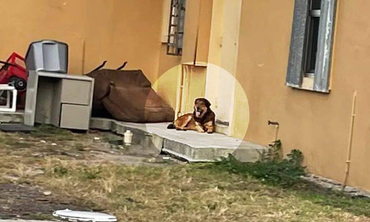 (Courtesy of Everglades Angels Dog Rescue)