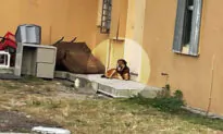 Abandoned Dog Stands Guard Outside Home for a Month After Family Leaves Him Behind