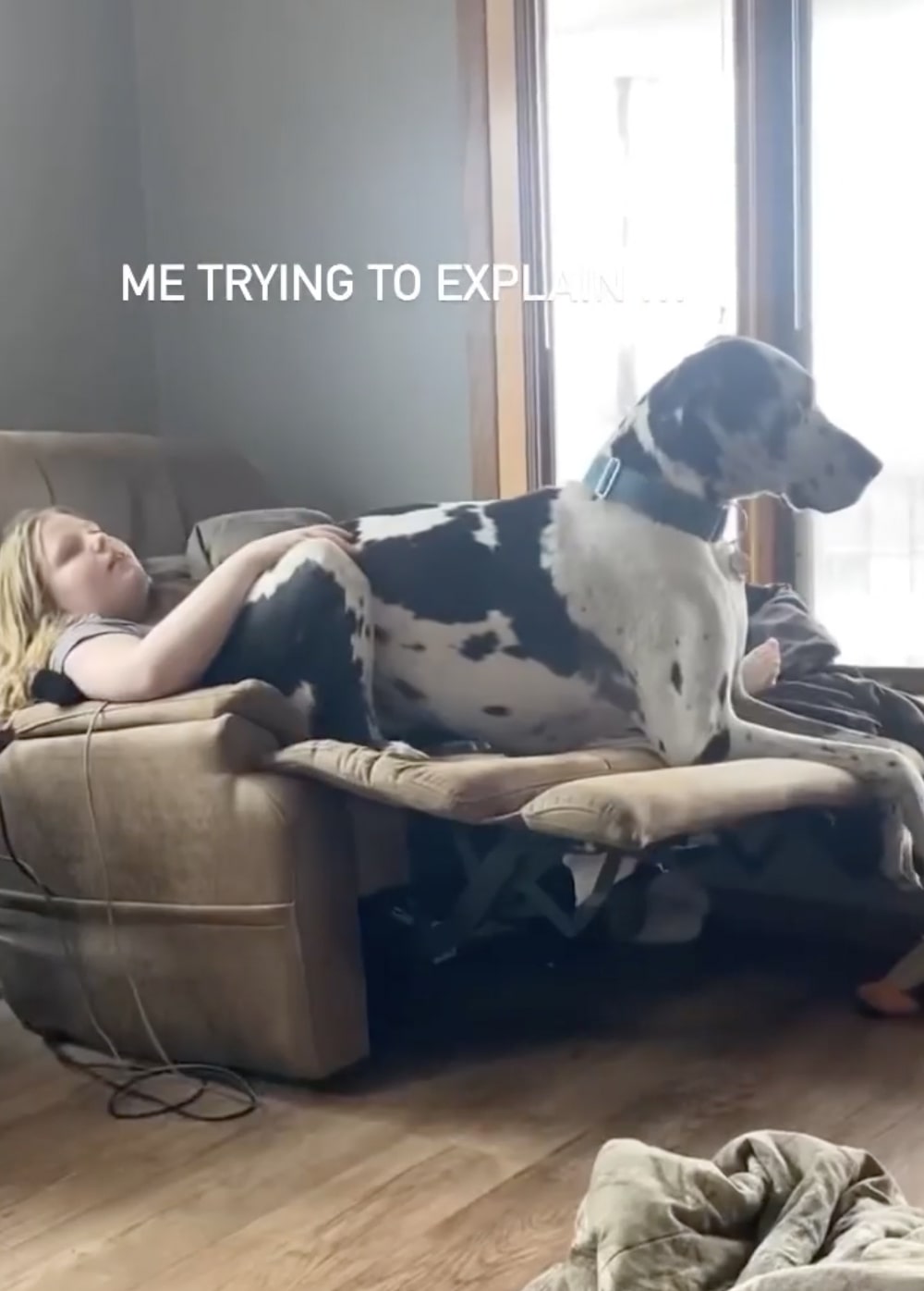 Как отучить собаку залазить на диван