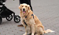 Stolen Dog Reunited With Owner After Alleged Thief is Arrested
