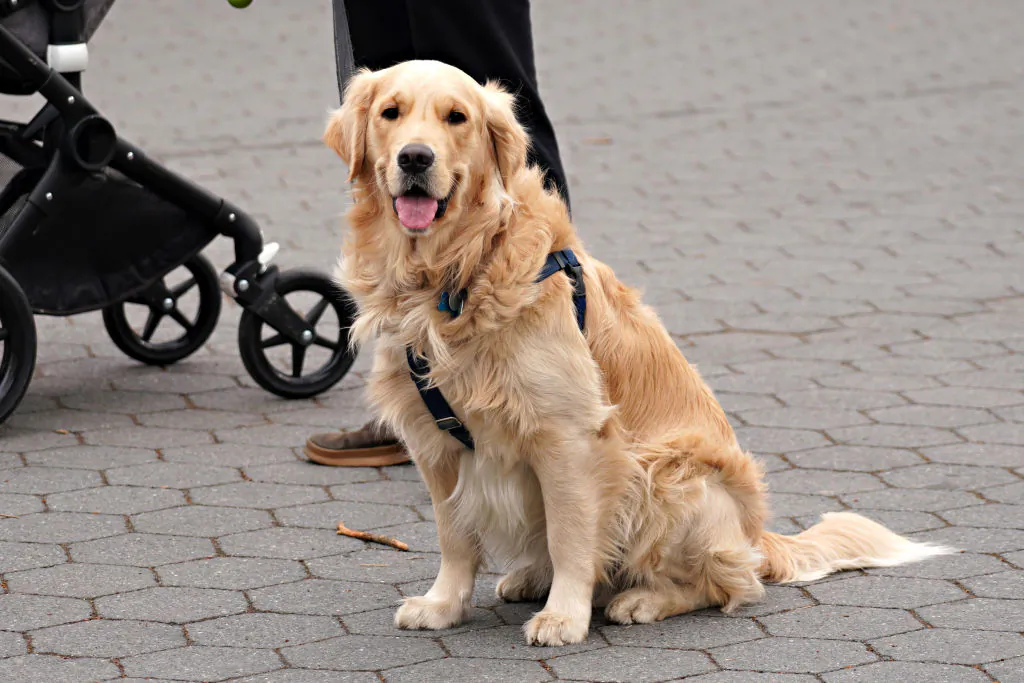 A file photo of a Golden Retriever. (Cindy Ord/Getty Images)