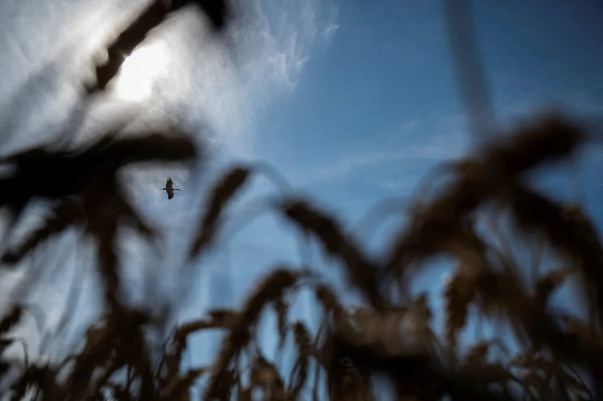 A stork flies over a wheat field near the village of Tomylivka in Kyiv region, Ukraine, on Aug. 1, 2022. (Viacheslav Ratynskyi/Reuters)