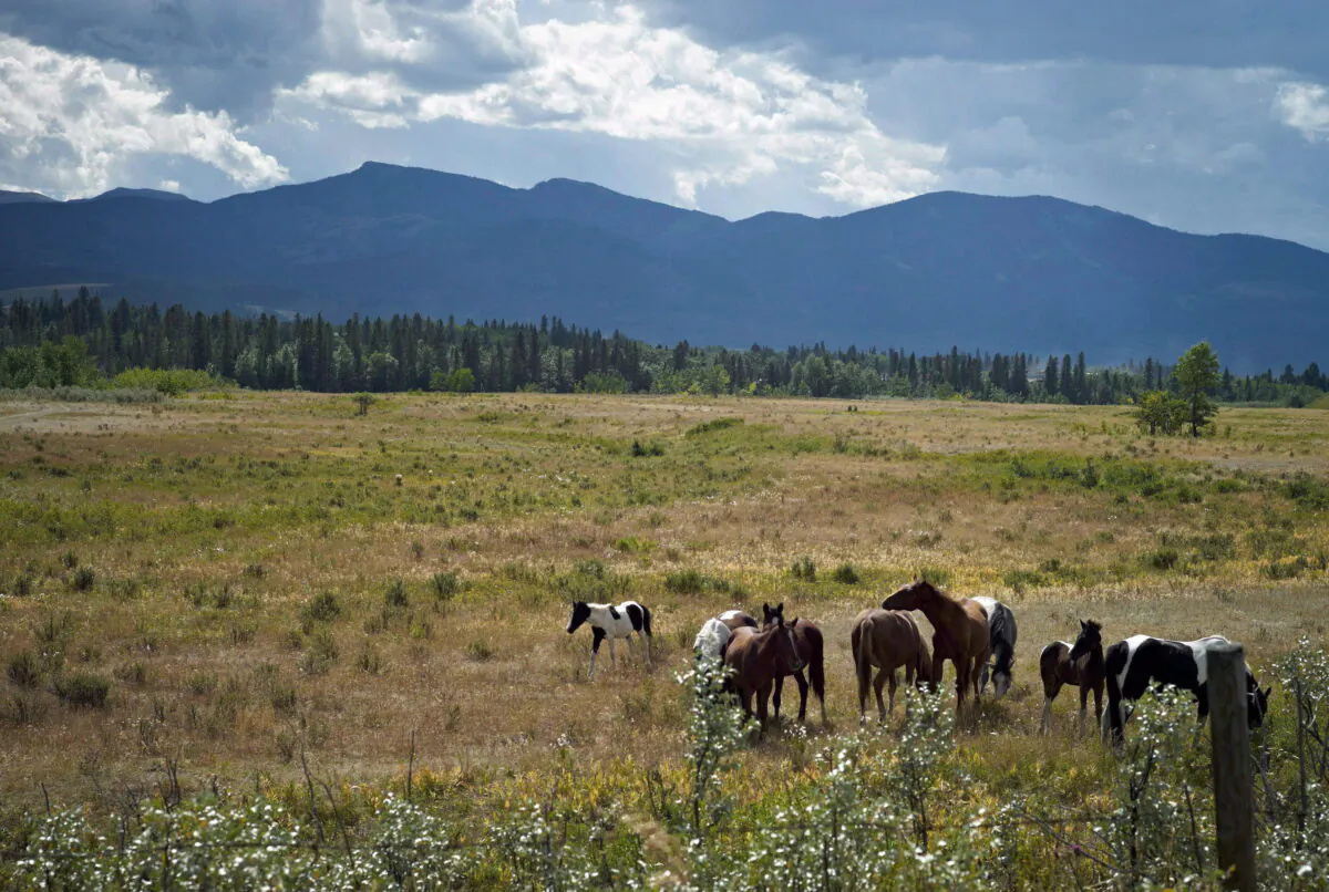 A file photo of horses grazing on the Eden Valley Reserve in Alberta. (Jeff McIntosh/The Canadian Press)