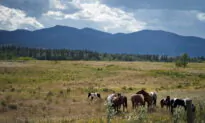 Alberta Starts 5-Year Plan to Boost Rural Economy