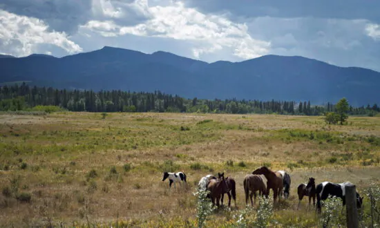 Alberta Starts 5-Year Plan to Boost Rural Economy