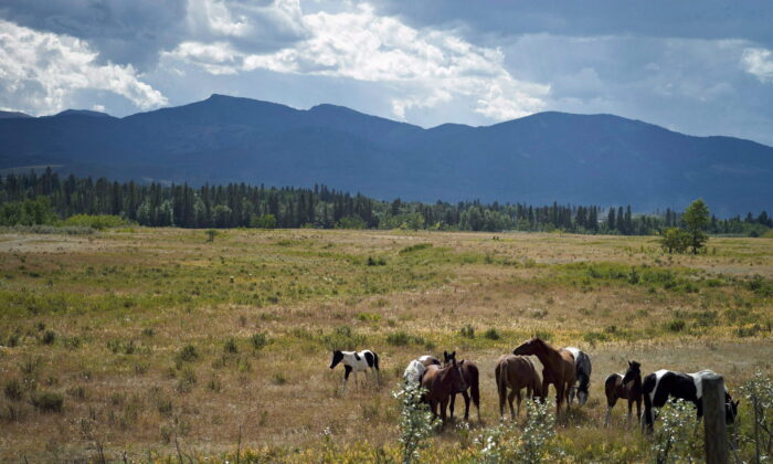 马匹在艾伯塔省伊甸谷保护区吃草的档案照片。  （杰夫·麦金托什/加拿大出版社）