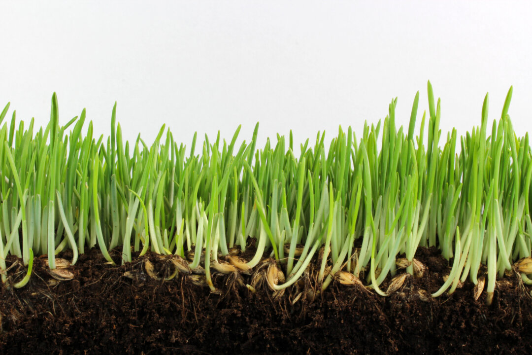 Sprouts have pros and cons. (Dreamstime/TNS}