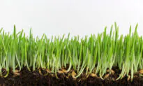 A Discussion About Sprouted Foods
