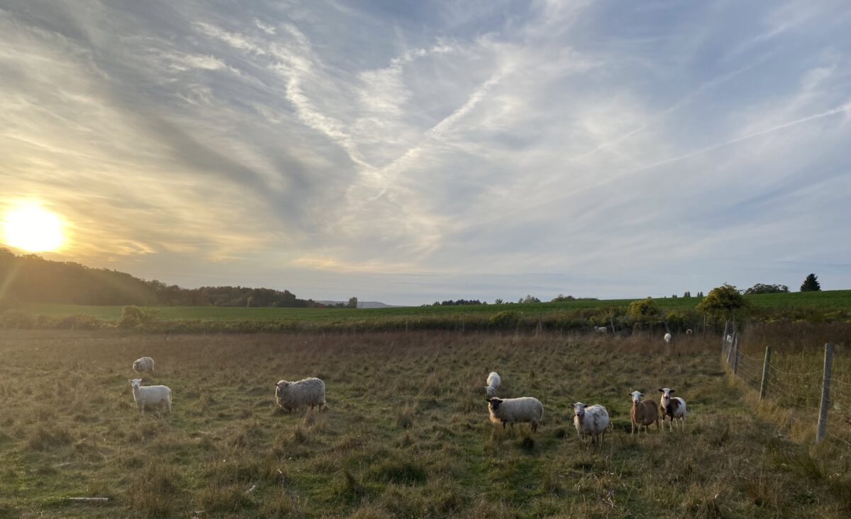 Sheep on traditionalist Catholic farmer Michael Thomas's property in Upstate New York. (Michael Thomas photo)