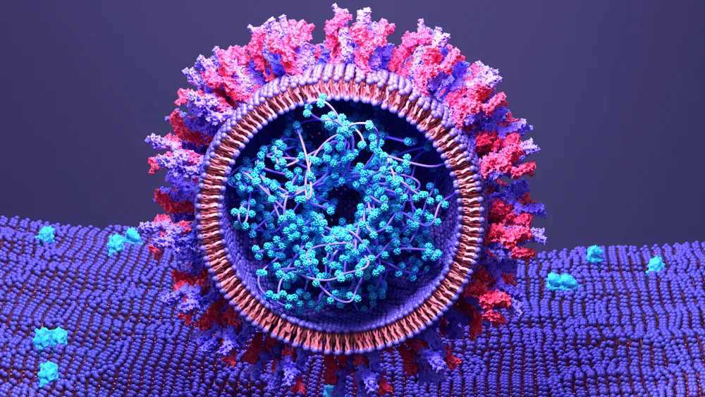Rendering of SARS-CoV-2 spike proteins binding to ACE2 receptors. (Shutterstock)