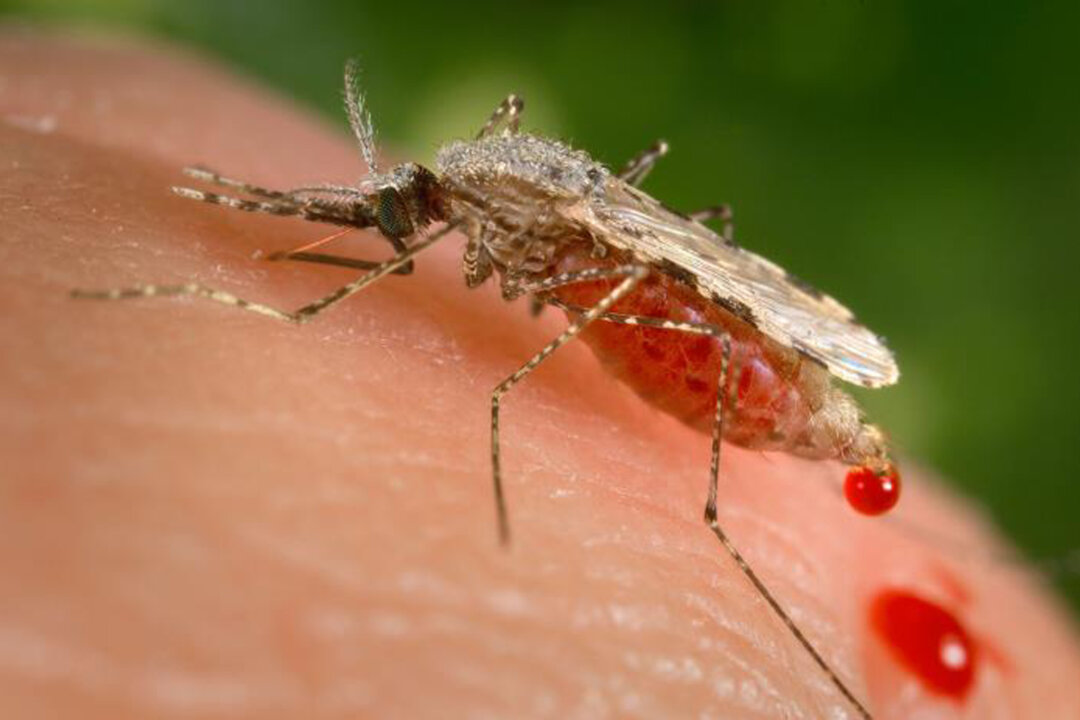 U.S. malaria cases have risen annually since 1972, the CDC said, adding that conditions are suitable for local transmission in many parts of the country, especially where Anopheles mosquitoes are indigenous. (James Gathany/CDC via AP)