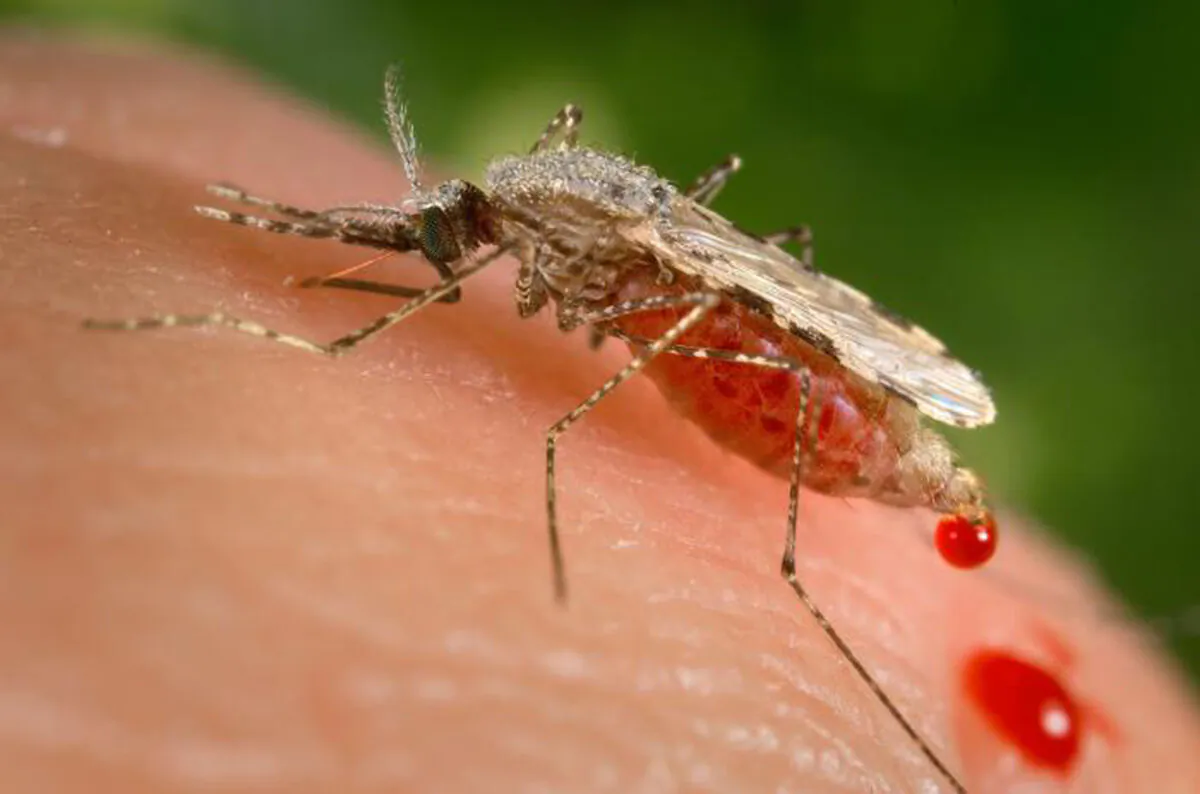 The file photo of a feeding female Anopheles stephensi mosquito crouching forward and downward on her forelegs on a human skin surface, in the process of obtaining its blood meal through its sharp, needle-like labrum, which it had inserted into its human host. (James Gathany/CDC via AP)