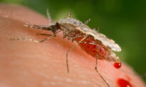 Invasive Mosquitoes Could Unravel Malaria Progress in Africa