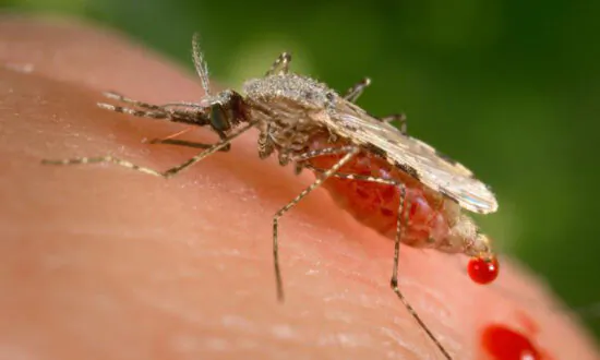 CDC Warns Malaria Could Be Reintroduced in US
