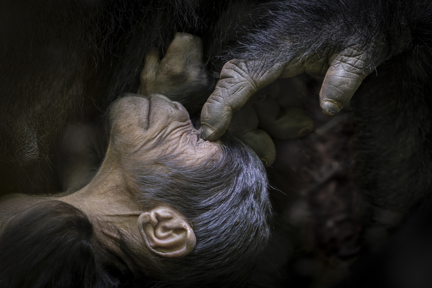 Epoch Times Photo