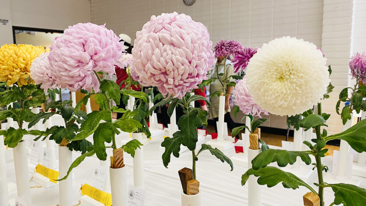 Chrysanthemum Show Puts Season’s Best Blooms On Display