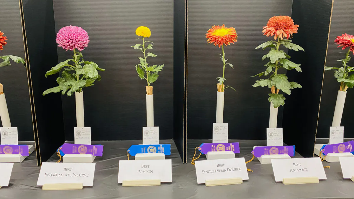 The best chrysanthemums are displayed at the head table at the Joan Pisani Community Center in Saratoga, Calif., on Oct. 30, 2022. (Ilene Eng/NTD)
