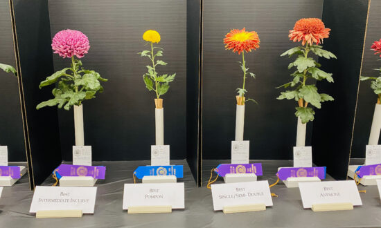 Chrysanthemum Show Puts Season’s Best Blooms On Display