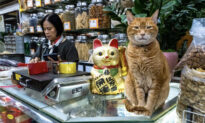 ‘Cat’s Eye’ Street Cat Photographer Publishes a Photo Album to Restore the Innocence of Human Nature